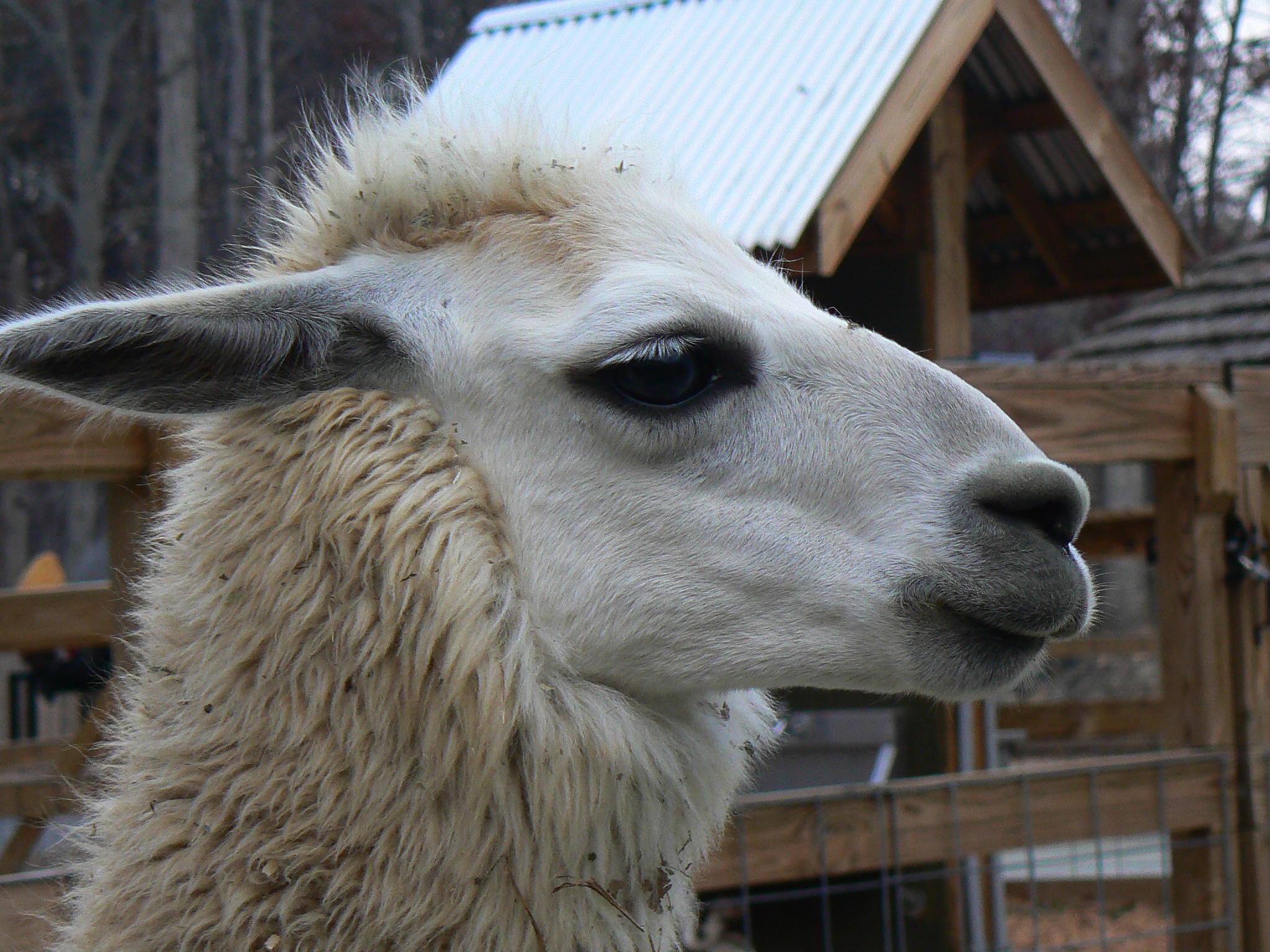 Alpaca