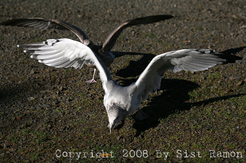 IMG_8499.jpg