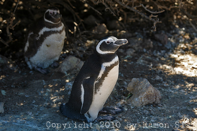 IMG_4668.jpg