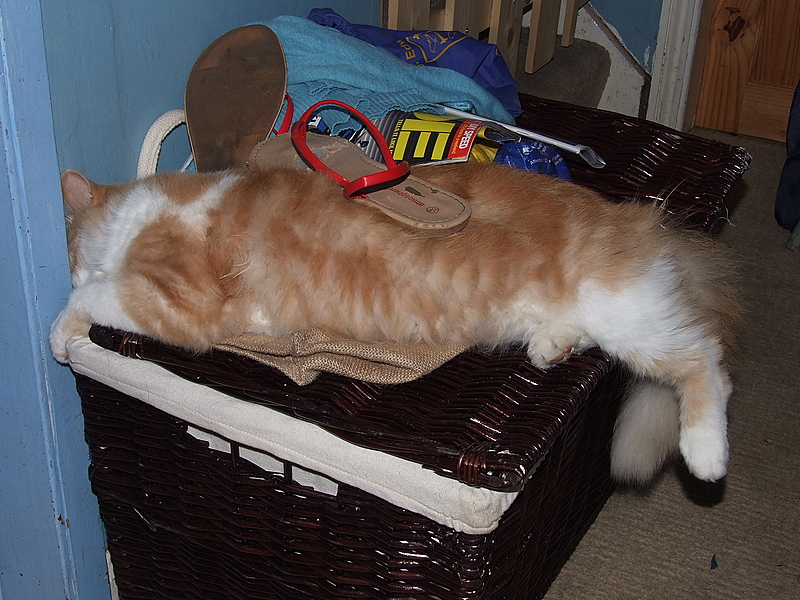 Oscar asleep.