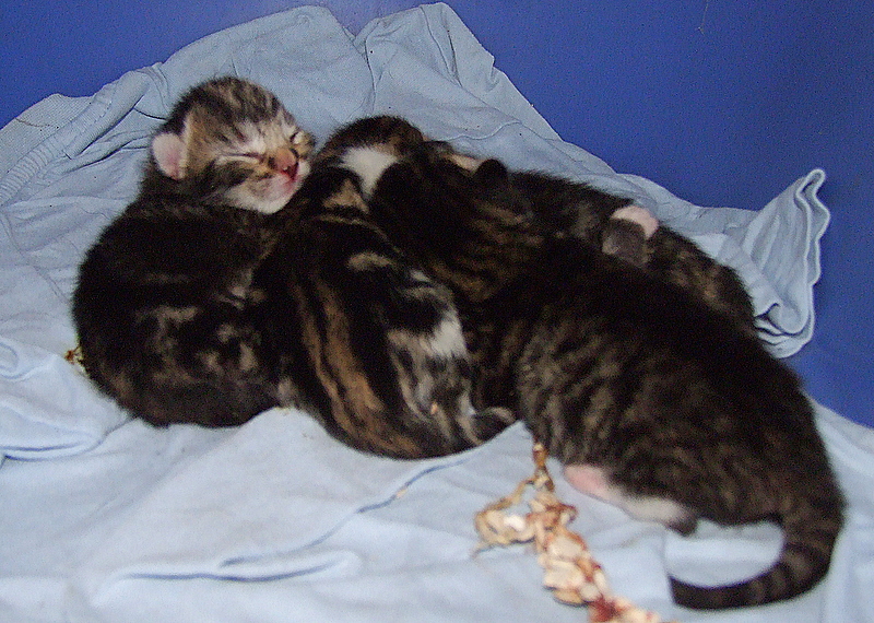 Jesss kittens.