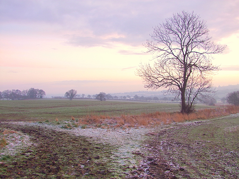 A  frosty  morning .