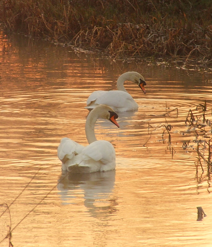 Swans in sunrise reflections