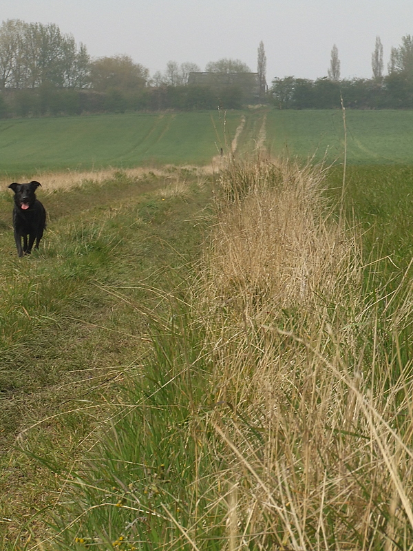 Max,by High House Farm(the Fat Farm).