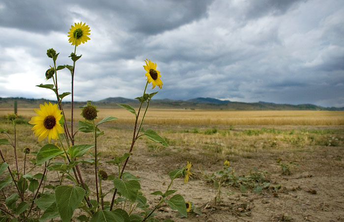 Storm Flowers