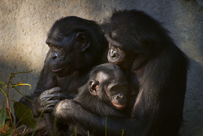 Bonobo Family