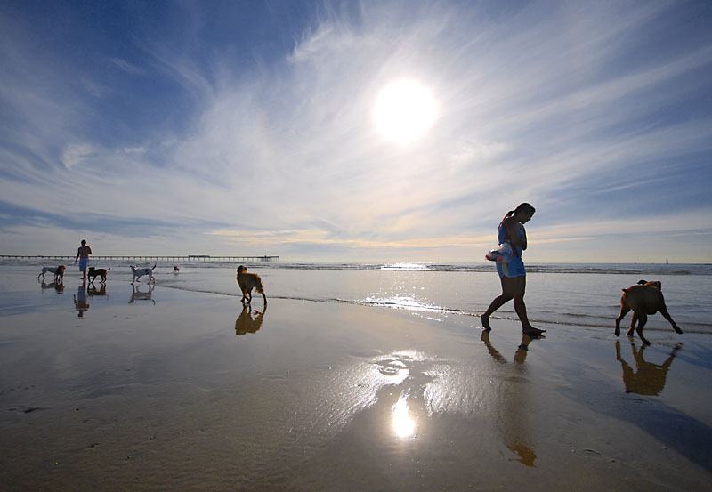 Dog Beach