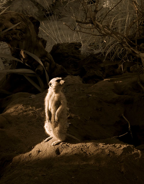 Meercat Portrait