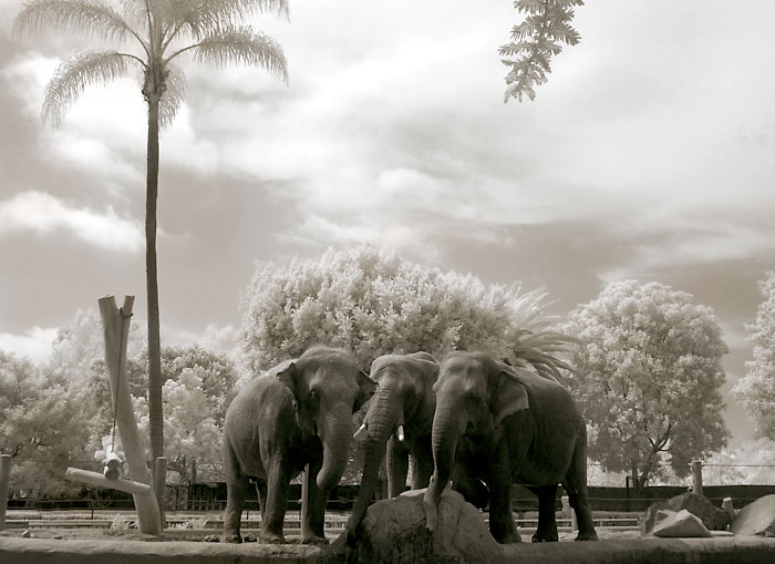 Elephant Trio