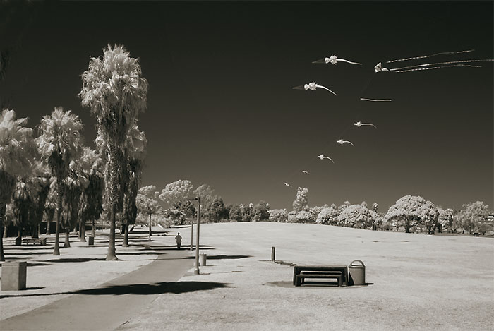 Kites- Mission Bay Park