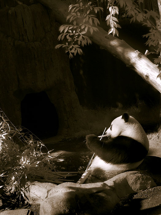 Panda