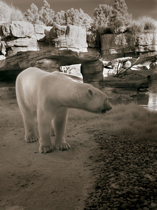 Polar Bear