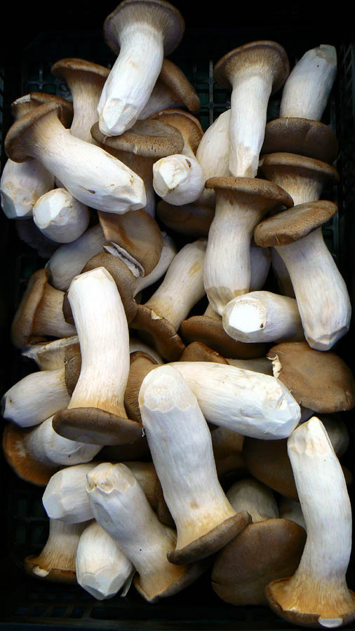 Moixernons
