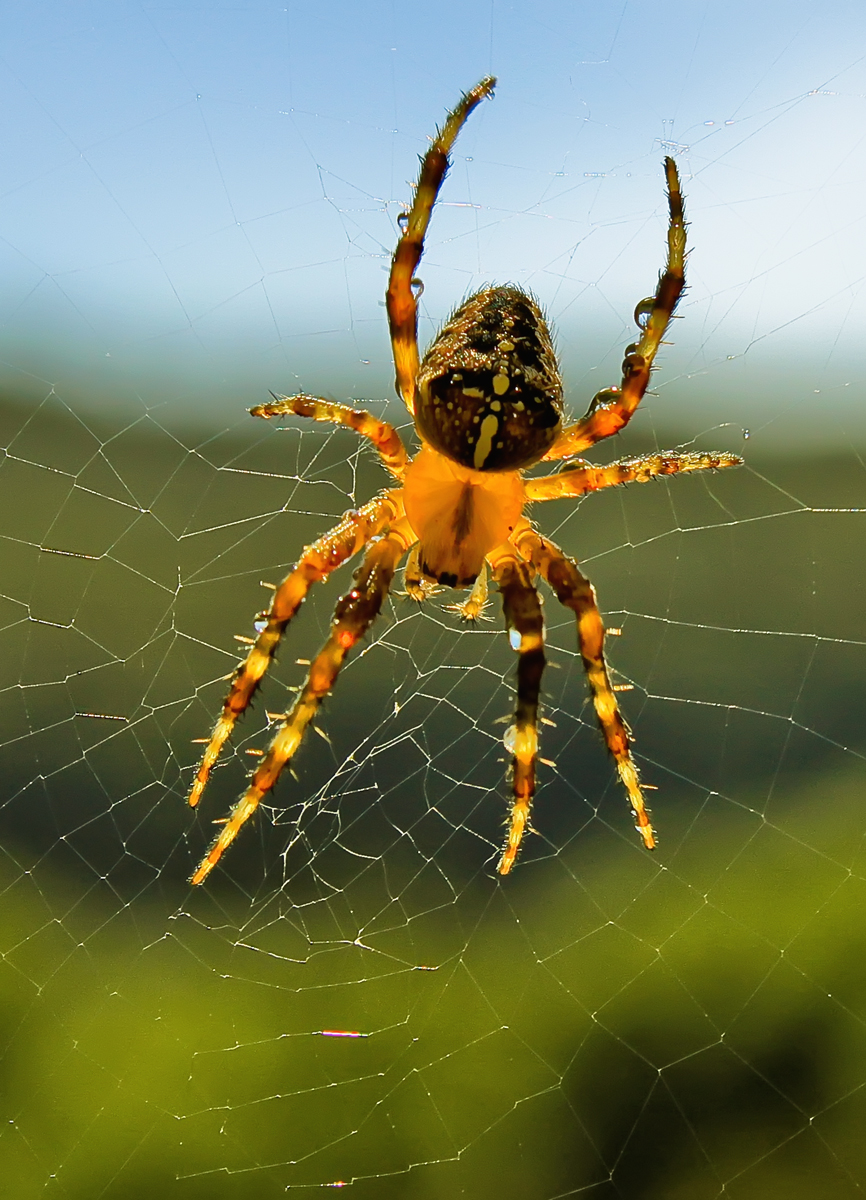 Spiders Web_0819.jpg
