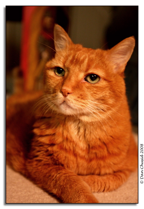 Bailey - Test Portrait