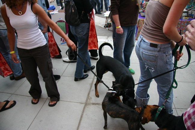Dogs And Homosapiens