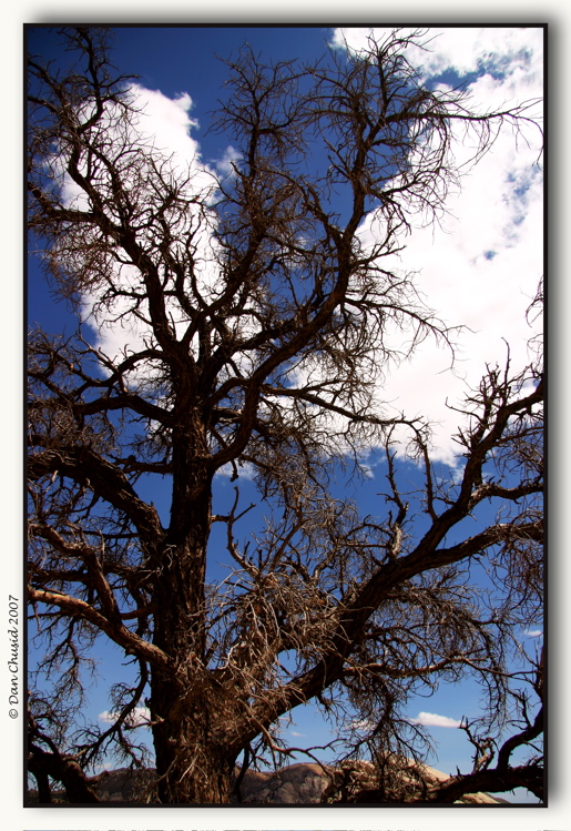 Joshua Tree National Park