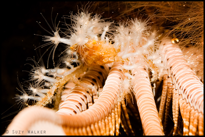 decorator shrimp