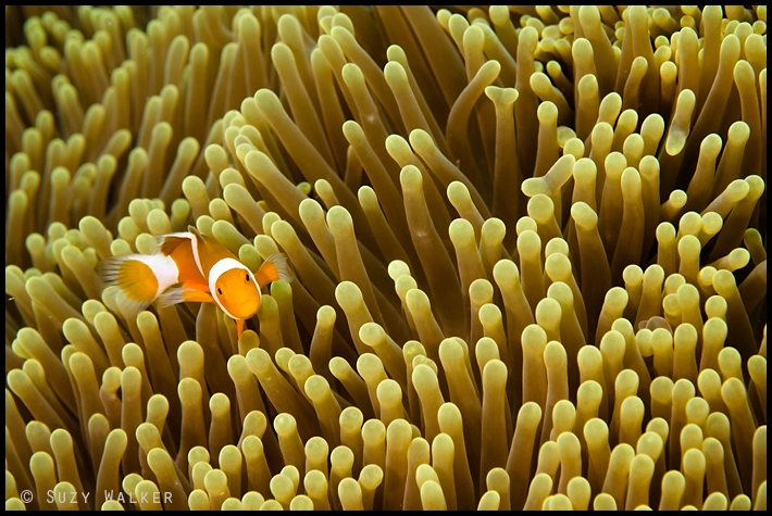 nemo on yellow