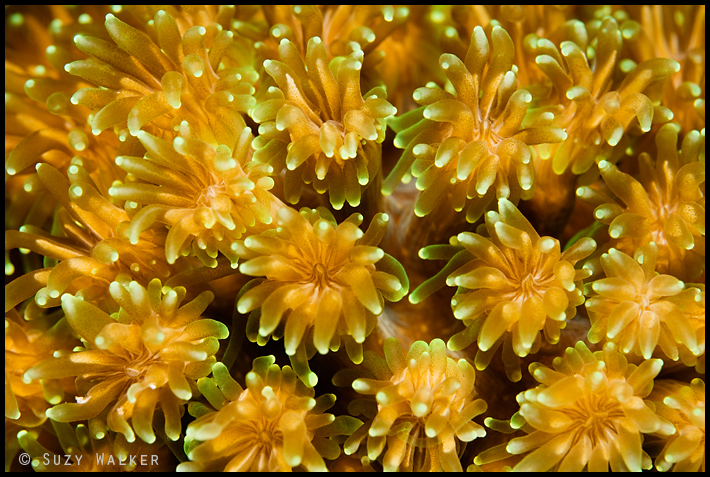coral pattern