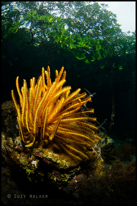 Crinoid in the mangroves