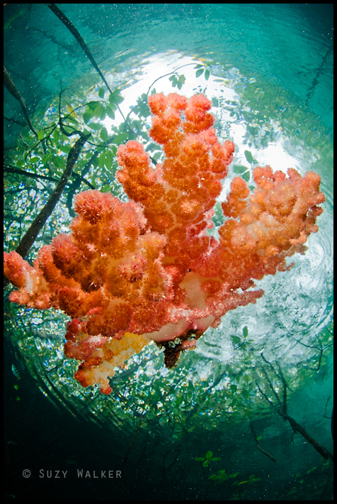 soft coral in snells window