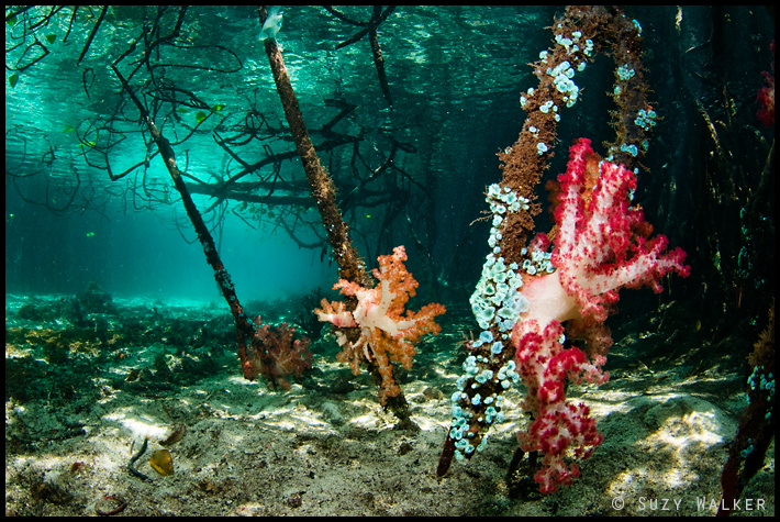 Pink and yellow softcoral