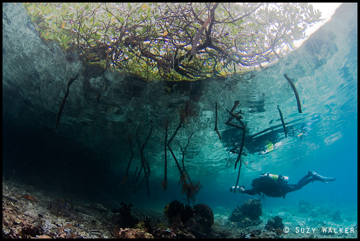 Mike explores the mangroves with his video