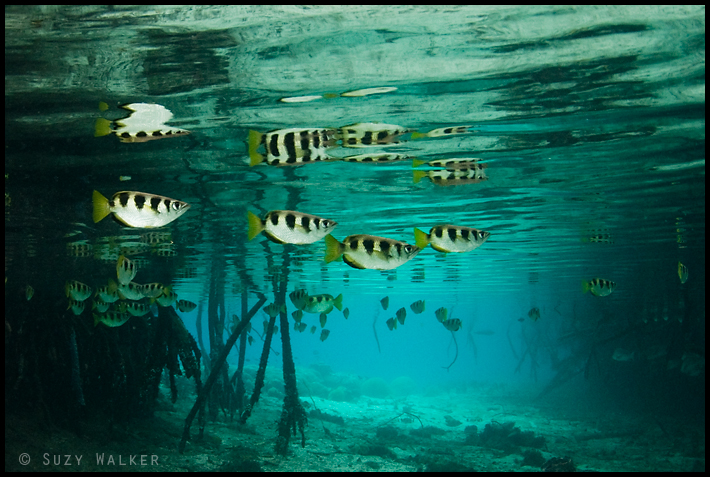 Archer fish in the Mangroves