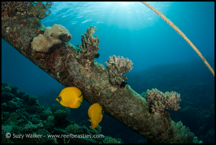 butterfly fish on a wreck