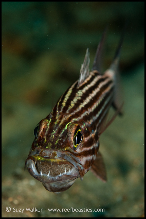 Cardinal fish with his eggs in his mouth