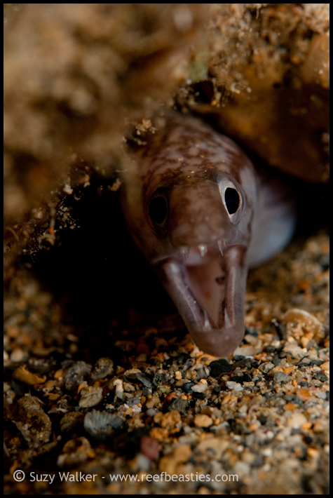 tiny moray