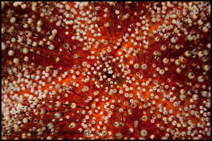 urchin