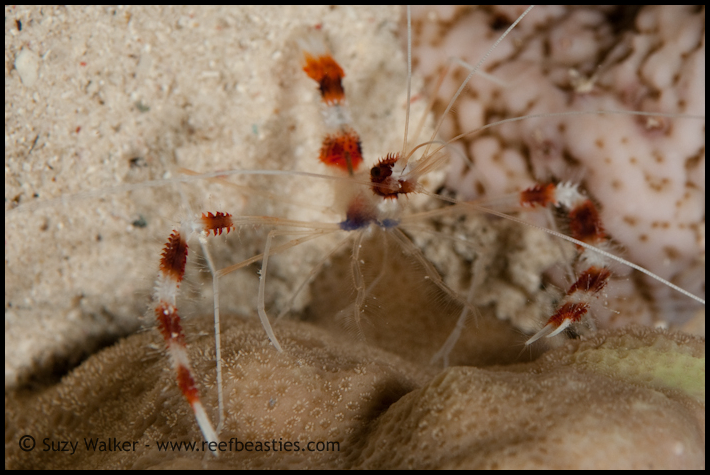 boxer shrimp