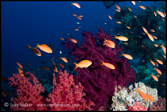 anthias on the reef