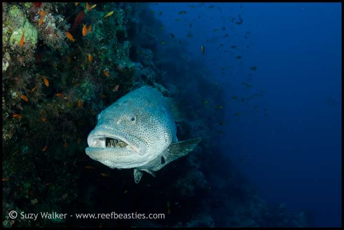 Huge grouper