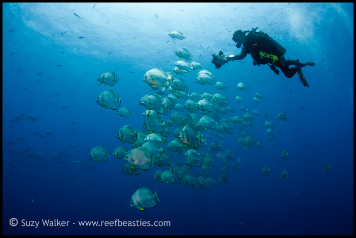 Batfish & photographer