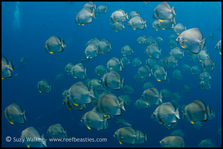 schooling bat fish