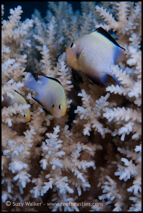 fishes