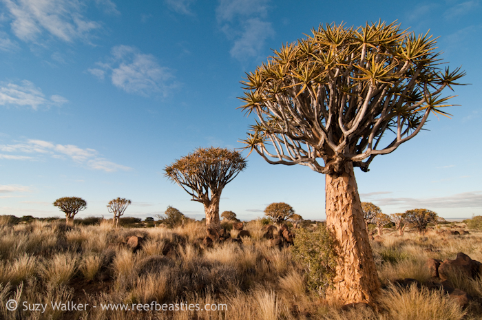 Quiver Trees