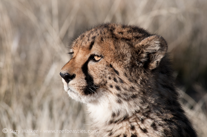 Cheetah Cub