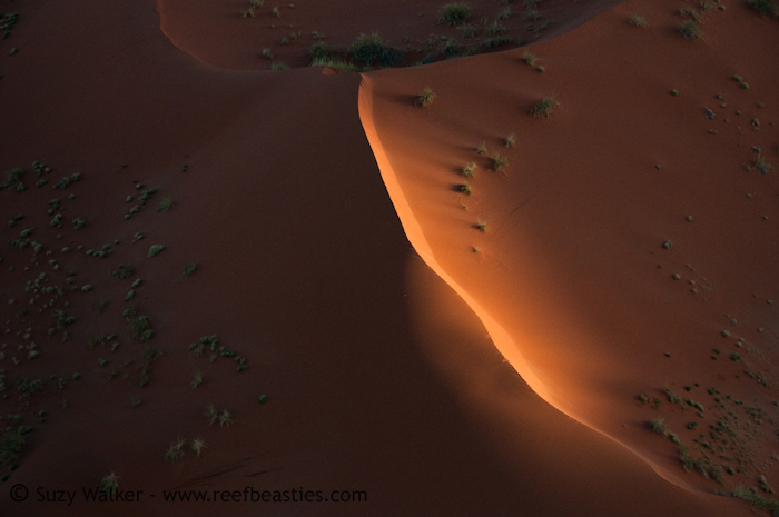 Dune