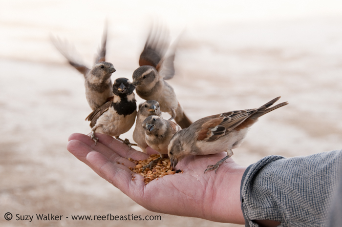 Bird Feeder