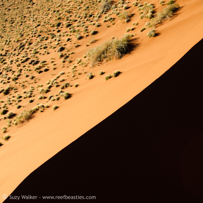 Dune faces2