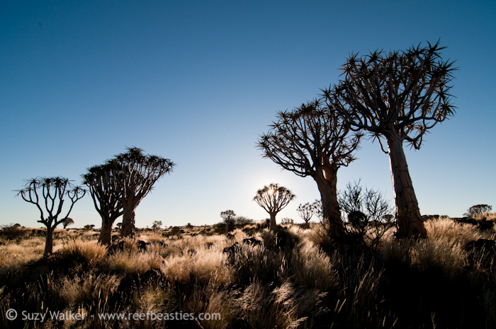 Quiver trees