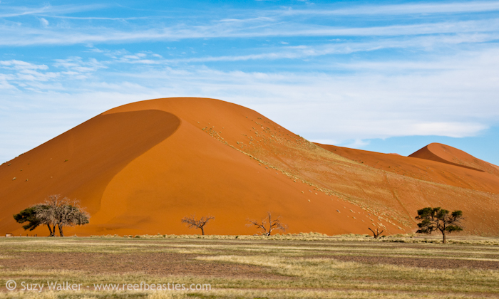 Red Dunes