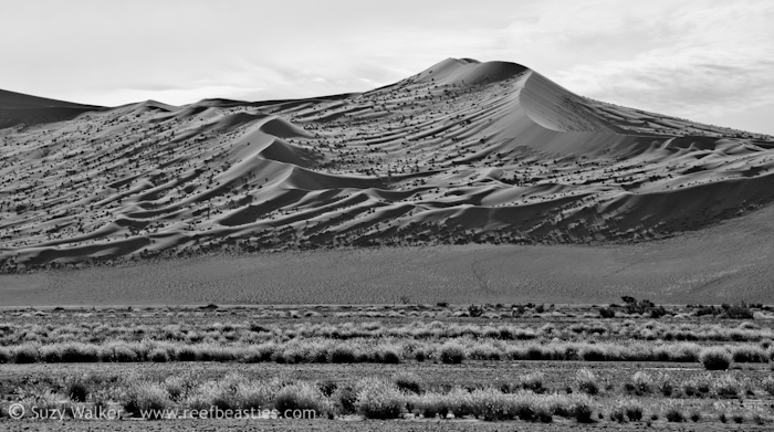 Red Dunes