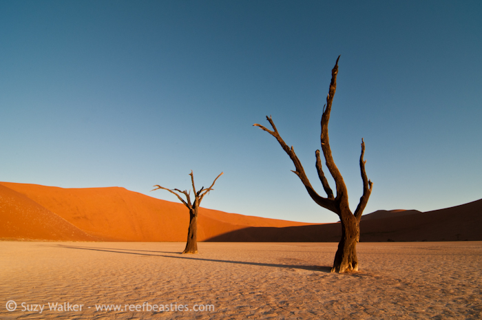 Deadvlei tree