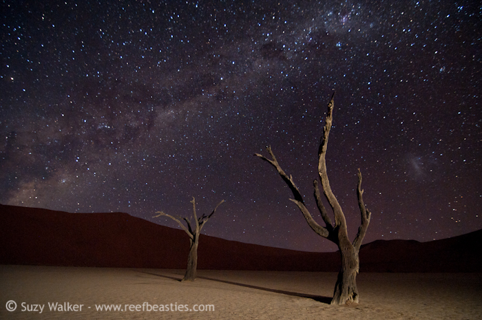 Deadvlei tree & Milkyway