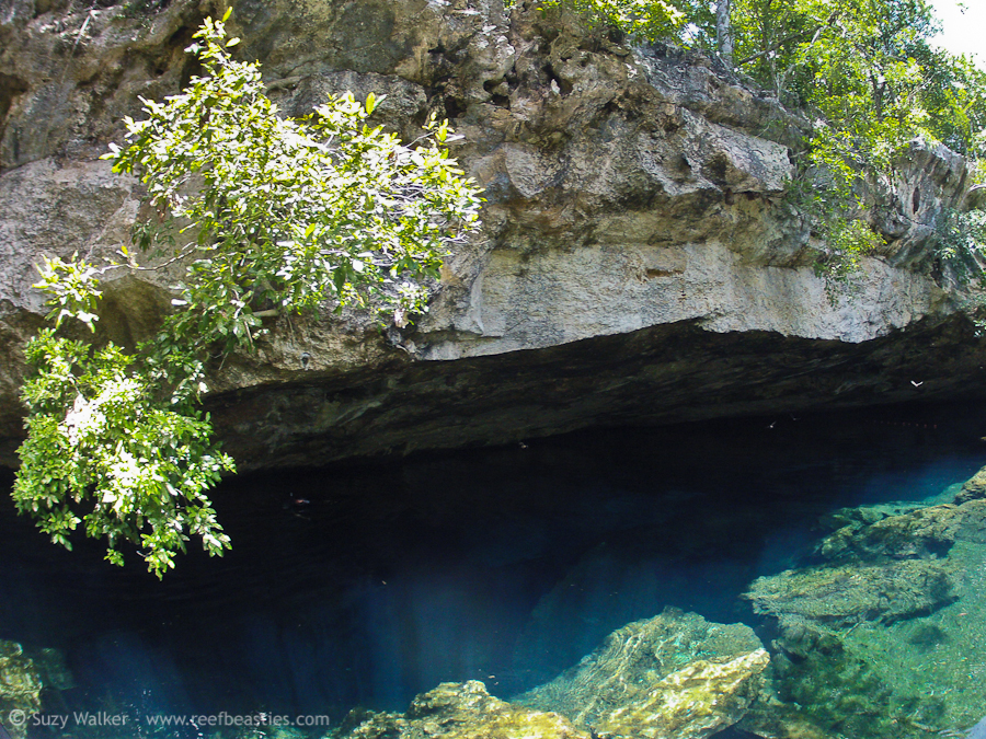 Kukulkan Cenote 4